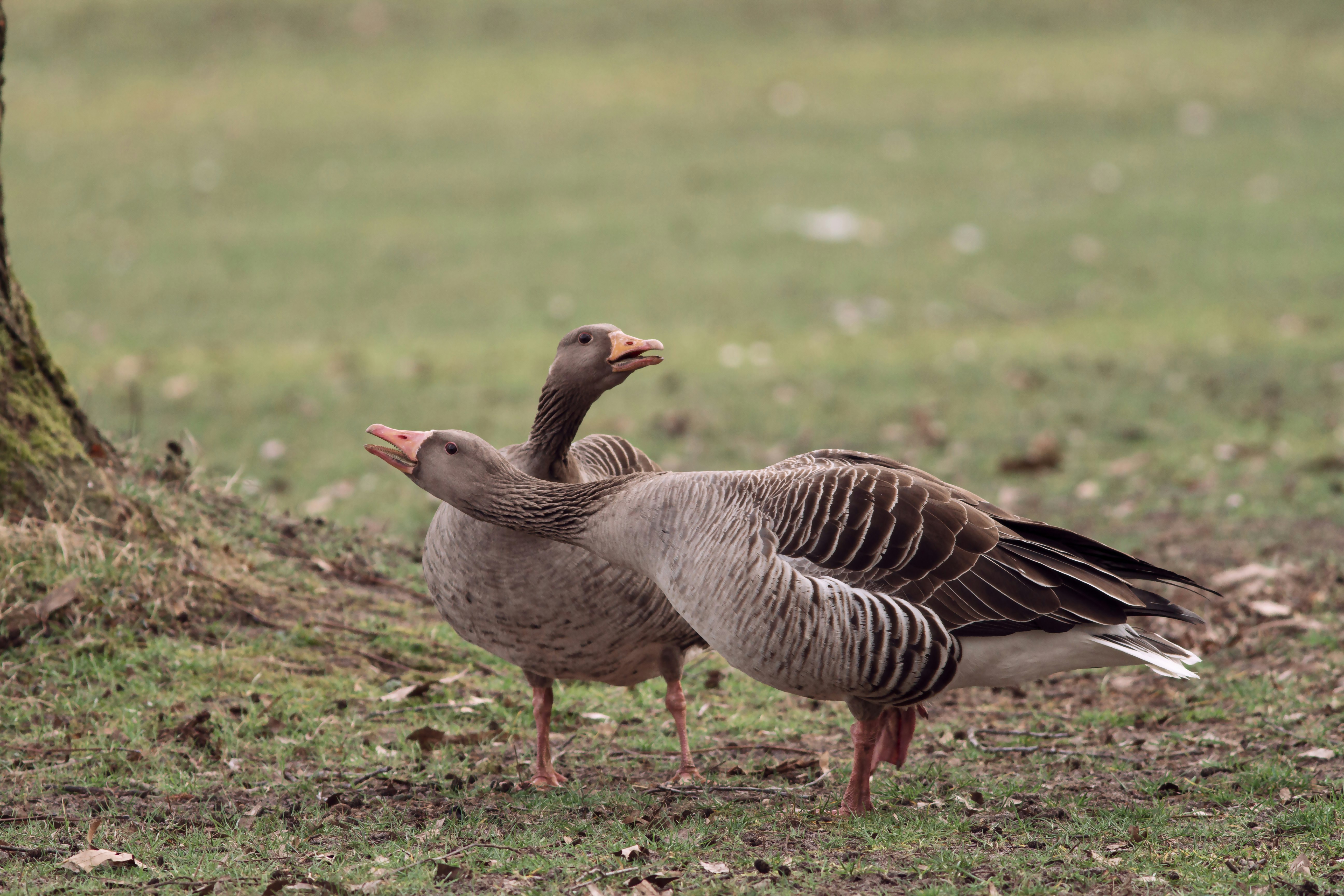 grey and black duck on green grass field during daytime